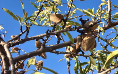 Almond harvest in Andalusia