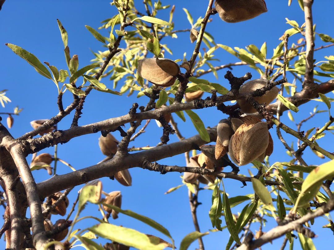 almond harvest in Andalusia