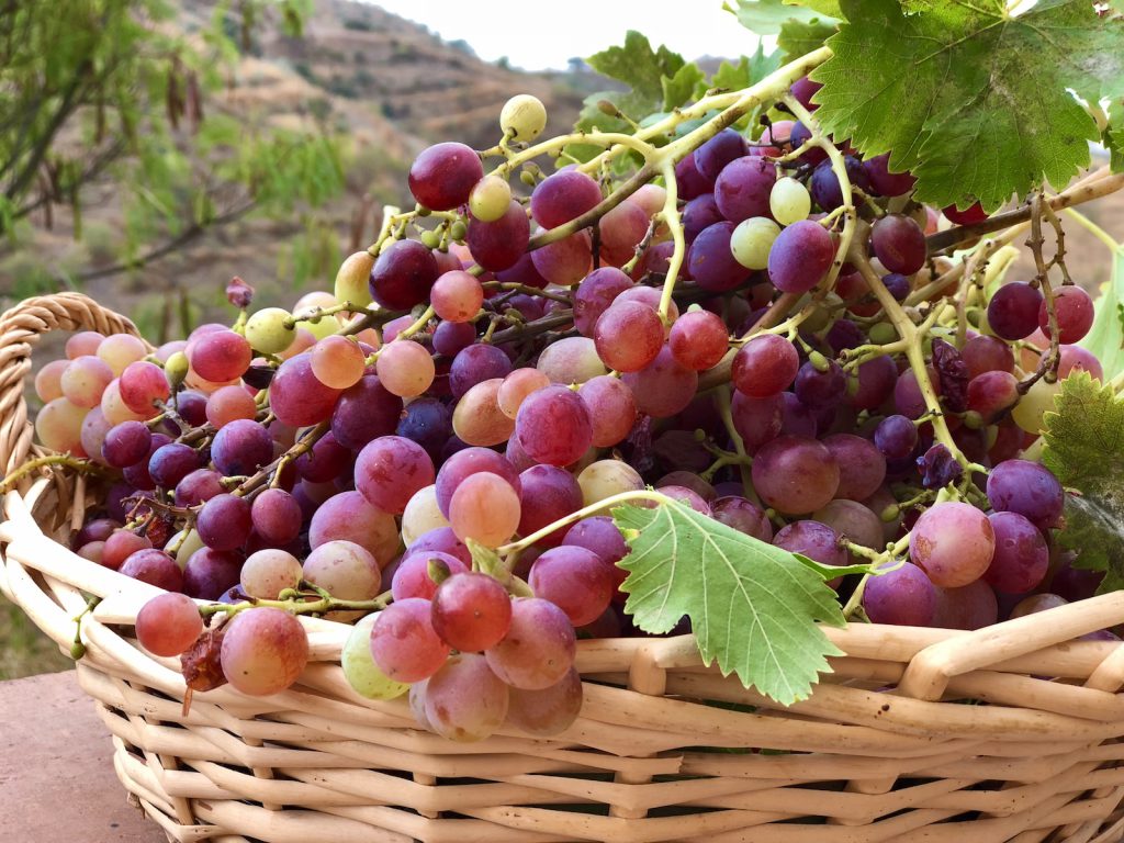 grapes for wine tasting in Andalusia