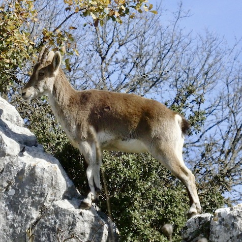Mountain goat at El Torcal