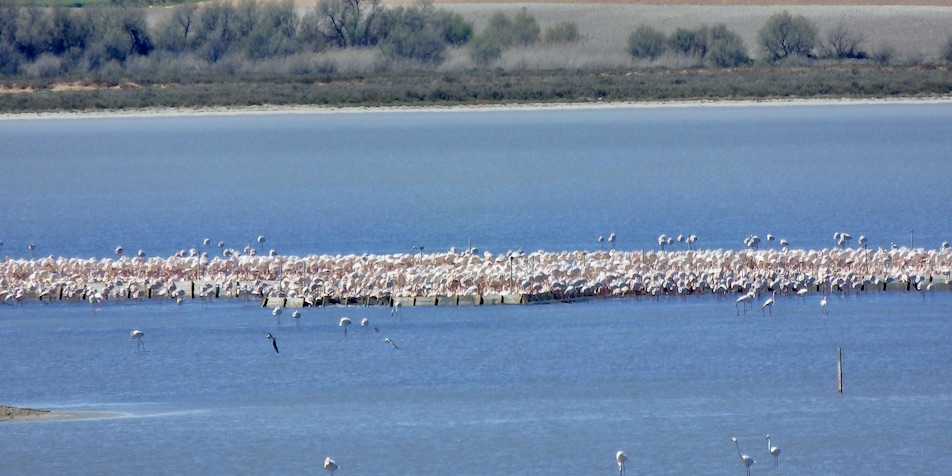 Flamingo's kijken in Andalusië met een verrekijker