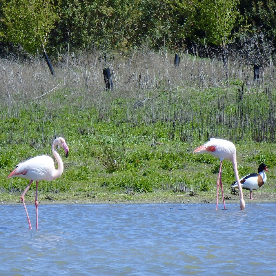 flamingo's kijken bij Fuente de Piedra